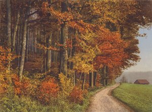 Schweiz: Herbstwälder