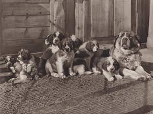 Schweiz: Die berühmten Bernhardinerhunde