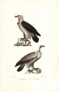 Bartgeier und Gänsegeier