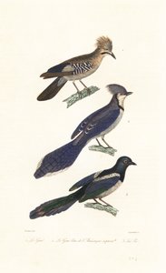 Eichelhäher, Blauhäher und Elster von Jean Gabriel (after) Pretre