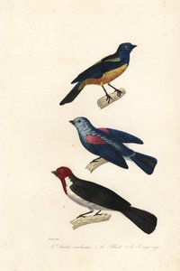 Türkistangare, Blau-Graue Tangare und Rotkappenkardinal von Jean Gabriel (after) Pretre