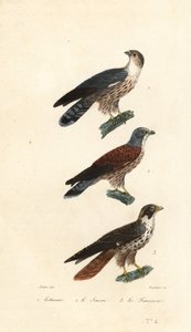 Westlicher Pflanzenschlucker, Sakerfalke und Wanderfalke