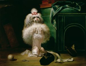Ein Hund der Havanna-Rasse, 1768