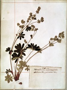 Alchemilla, aus einem Herbarium (gepresste Blumen) von Jean Jacques Rousseau