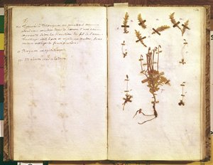Seite 24 aus einem Herbarium von Jean Jacques Rousseau