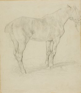 Stehendes Pferd von Jean Louis André Théodore Géricault