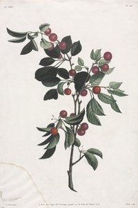 Sammlung der Blumen und Früchte: Zweige von frühen Kirschen