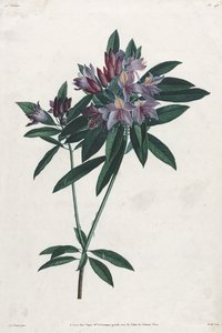 Pontischer Rhododendron