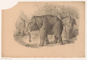 Indische Elefanten