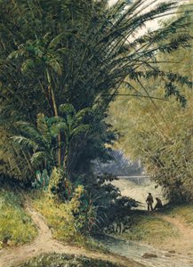 Ein Bambushain in Trinidad