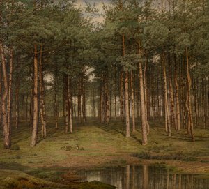 Tannenwald bei Putte