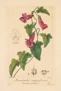 Flore des Jardiniers, Amateurs et Manufacturiers: Maurandia semperflorens, 1836
