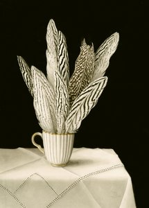 Tasse mit Federn