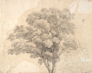 Studie einer Baumkrone von Jens Juel