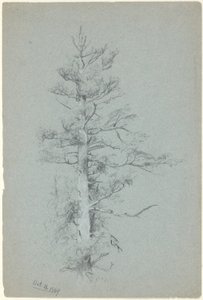 Baumstudie