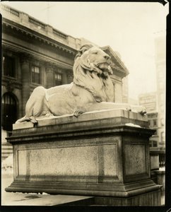 Der hochmütige Löwe vor der Bibliothek Er versteht Gertrude Steinish, New York, USA, ca. 1905-40