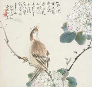 Ein chinesischer Hwamei