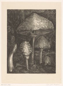 Pilze