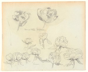 Blumenstudien
