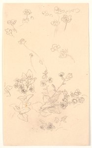 Blumenstudien von Joakim Frederik Skovgaard