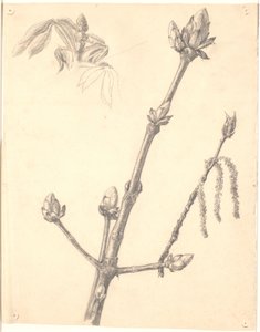 Studie eines Kastanienzweigs und Detailstudie seiner Knospe von Joakim Frederik Skovgaard