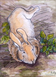 Holly, der riesige Kontinentalhase von Joan Thewsey