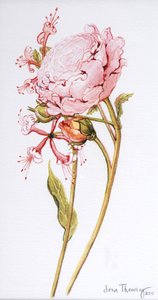 Rosa Rose, Abraham Derby mit Geißblatt, 2008