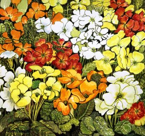 Primelrand, weiße, gelbe, orange und rote Primeln