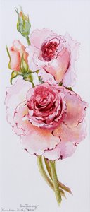 Rosen (Abraham Derby)