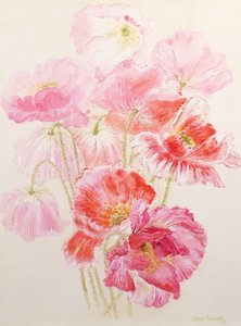 Shirley-Mohnblumen