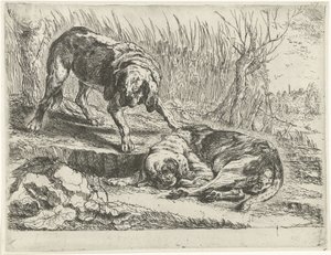 Zwei Hunde