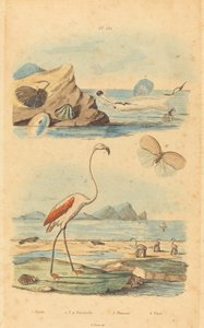 Flamingos und Muscheln