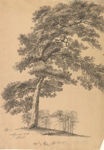 Kiefer von Johan Christian Dahl