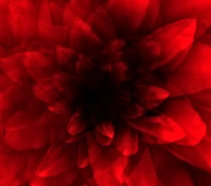 Rote Blume von Johan Lilja