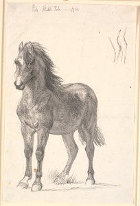 Ein stehendes Fohlen