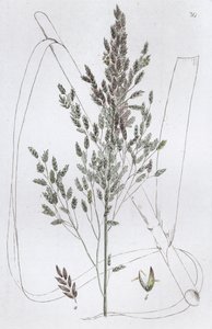 Rohr-Süßgras