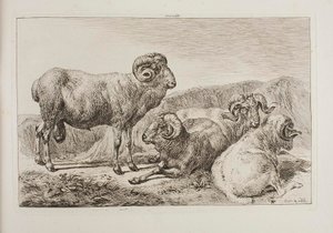 Merino-Widder von Johann Adam Klein