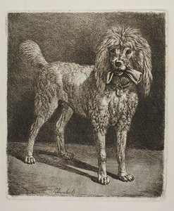 Der Pudel Schwalerl von Johann Adam Klein