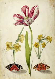 Tulpe, Narzisse und Schmetterlinge, ca. 1660
