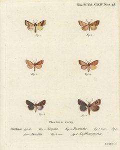 Gestreifter Gelbspanner, Tileacea aurago 1-4, und Tonmotte, Mythimna ferrago 5,6. Handkolorierter Kupferstich von Johann Carl Bock nach Eugenius Johann Christoph Espers Die Schmetterlinge in Abbildungen nach der Natur, Erlangen