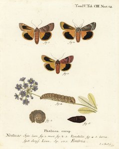 Breitrandige Gelbflügel, Noctua fimbriata. Handkolorierter Kupferstich von Johann Carl Bock nach Eugenius Johann Christoph Espers Die Schmetterlinge in Abbildungen nach der Natur, Erlangen von Johann Carl Bock