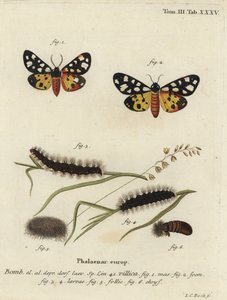 Cremefleck-Tigermotte, Epicallia villica