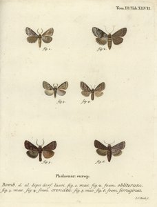 Düsteres Gehäuse, düster marmoriertes Braun und brauner Rustik.