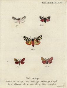 Diskrete Kapuzen- und Tigermotten von Johann Carl Bock