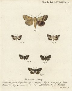 Doppelter Pfeil oder Wahrsager, Graphiphora augur 1, Blasse Schulter, Acontia lucida 2,3, Vierfleck-Motte, Tyta luctuosa 4,5, und Druiden-Motte, Aedia funesta 6. Handkolorierter Kupferstich von Johann Carl Bock nach Eugenius Johann Christoph Espers Die Sch