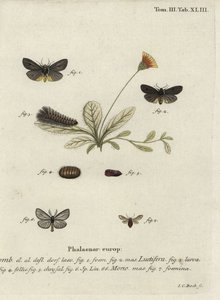 Epatolmis caesarea und Penthophera morio Motten