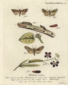 Gefrostete Orangemotte, Gortyna Flavago und Winkel-Schatten, Phlogophora Meticulosa