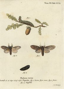 Große Hervorragende, Peridea anceps von Johann Carl Bock