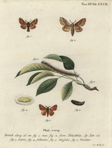 Lackey-Motte, Malacosoma neustria