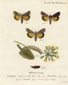 Großer Gelbflügel, Noctua pronuba, und Varianten. Handkolorierter Kupferstich von Johann Carl Bock nach Eugenius Johann Christoph Espers Die Schmetterlinge in Abbildungen nach der Natur, Erlangen von Johann Carl Bock